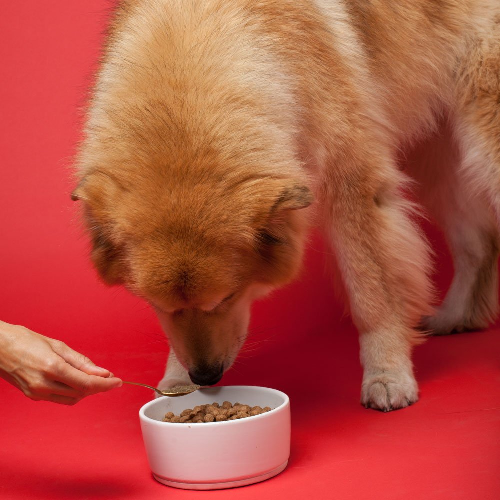 Senior Dog Supplement Powder 1lb Bag A436
